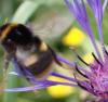 Bombus soroeensis